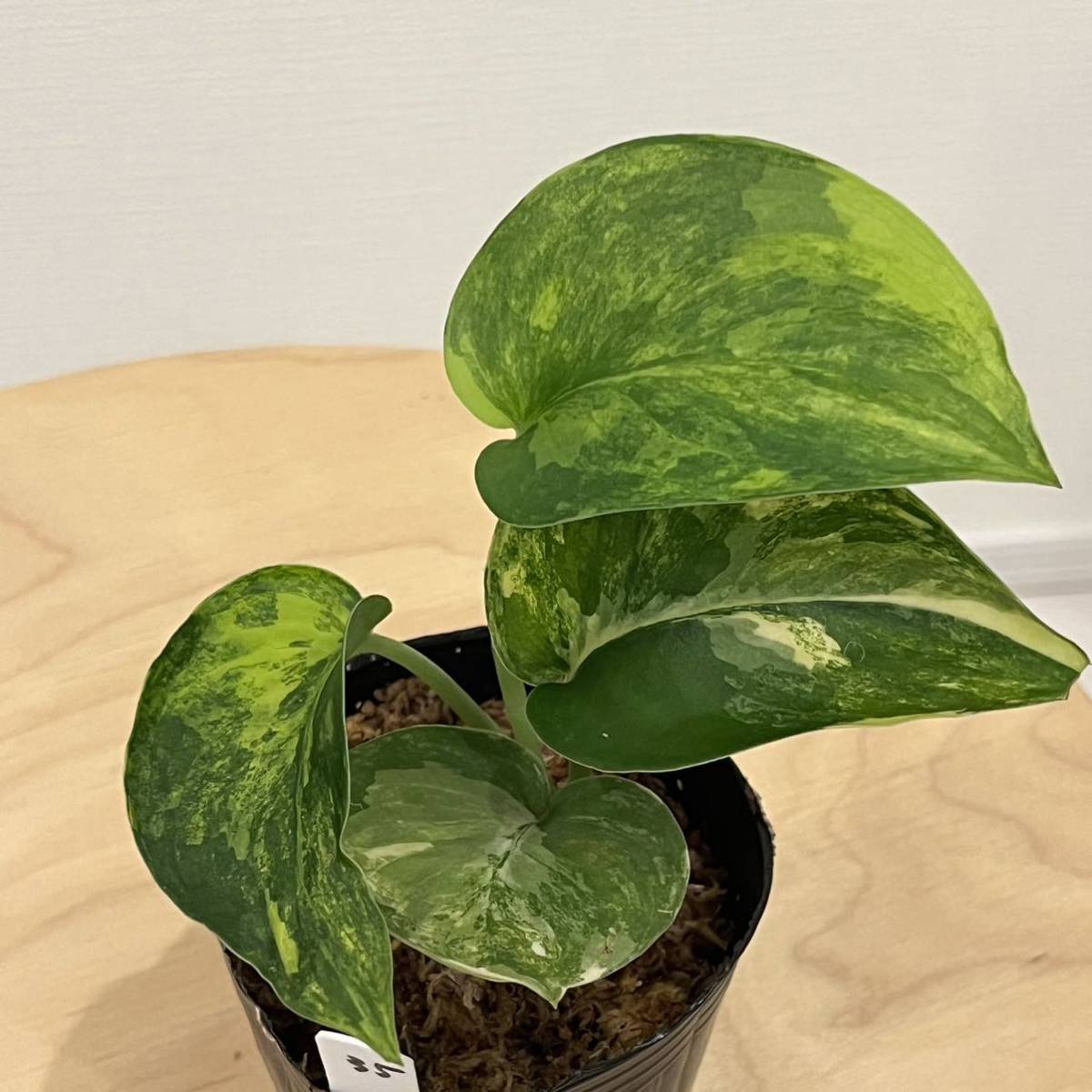scindapsus Jade Satin variegated スキンダプサス ジェイド サテン