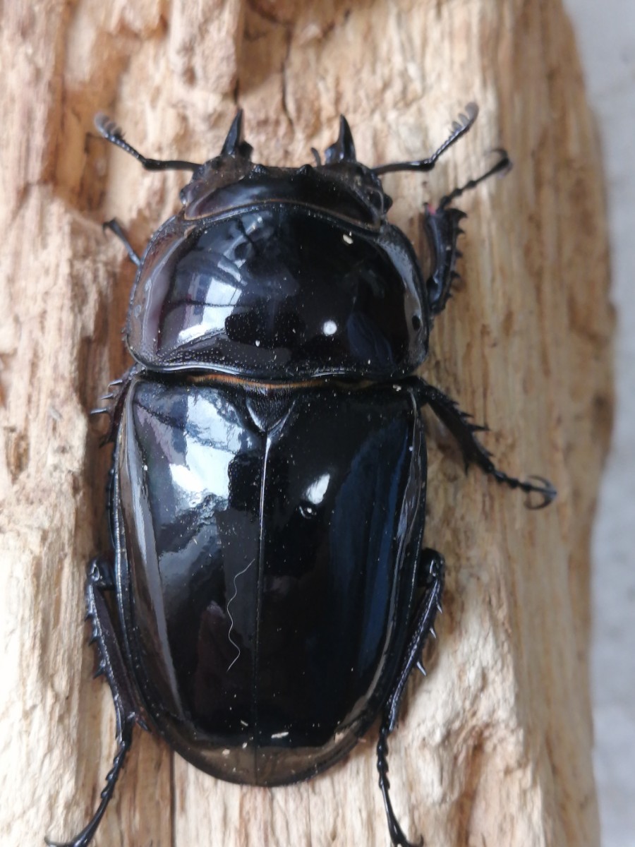 ②赤レギウス ♀単品