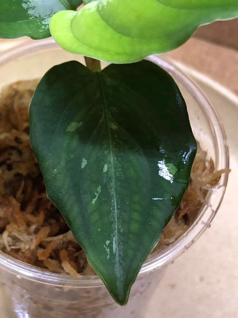 ①Aglaonema pictum/アグラオネマ ピクタム Corsair コルセア 【AZ0216