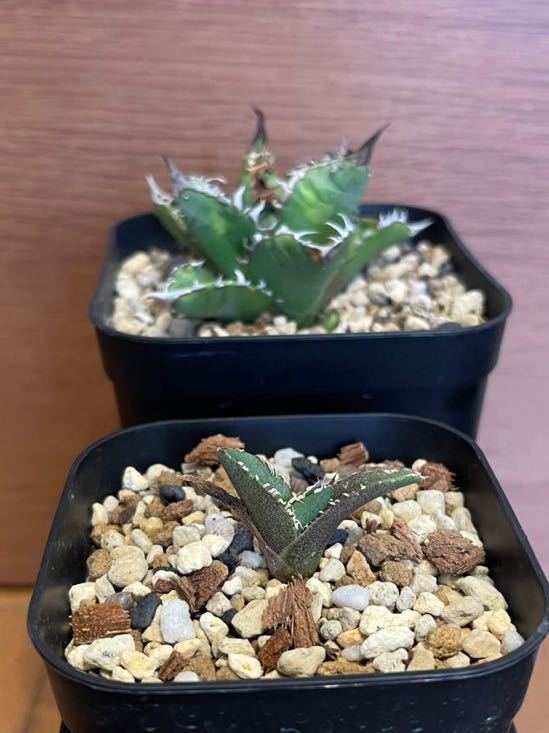 龍園觀No.12 特選 アガベ 多肉植物 頼光錦 ファイヤーボール 極上株