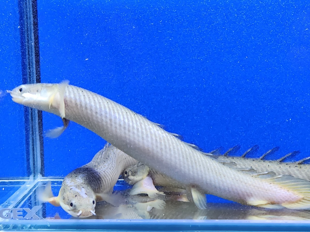 ポリプテルスセット 格安