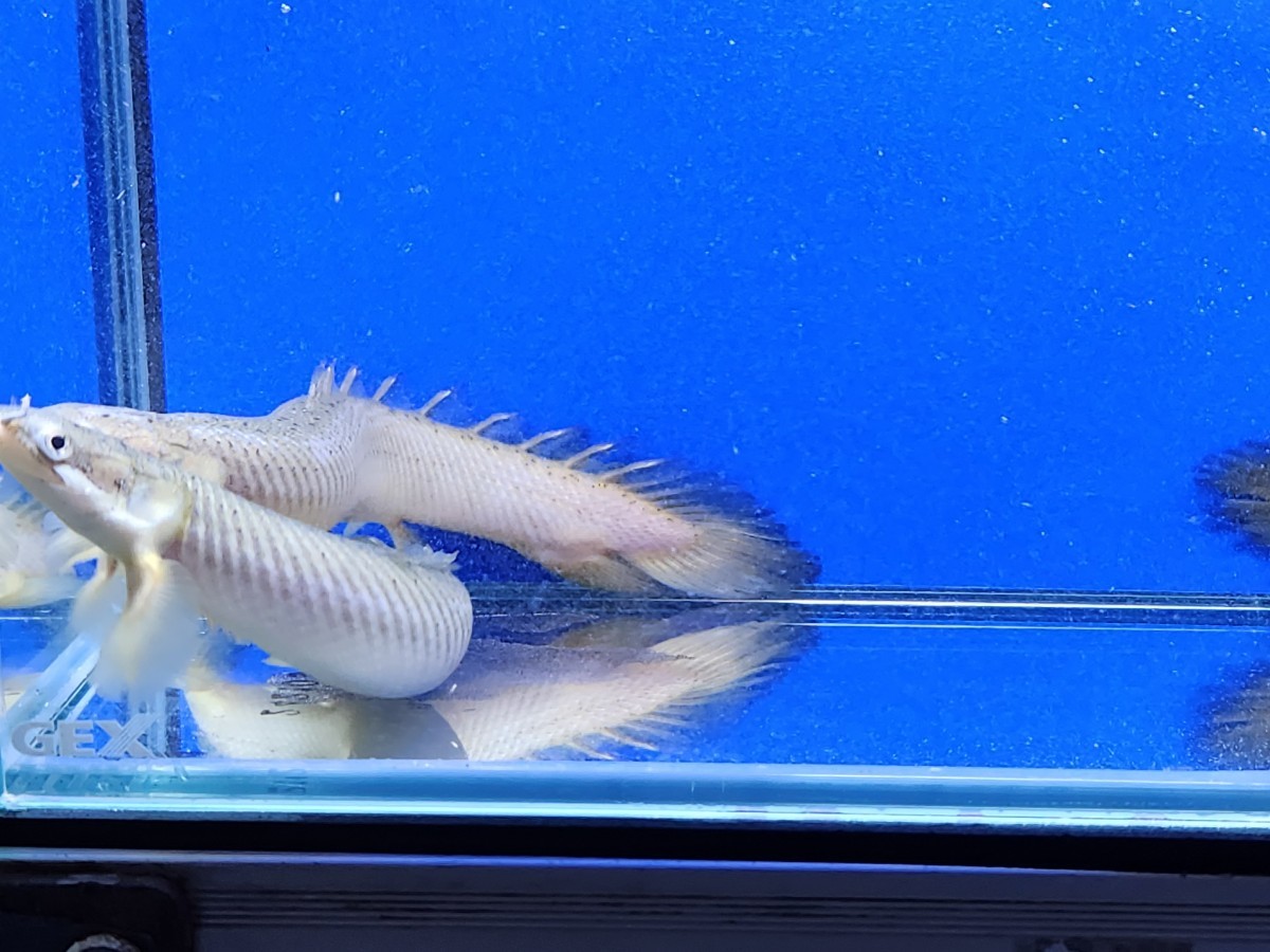 ポリプテルスセット 格安