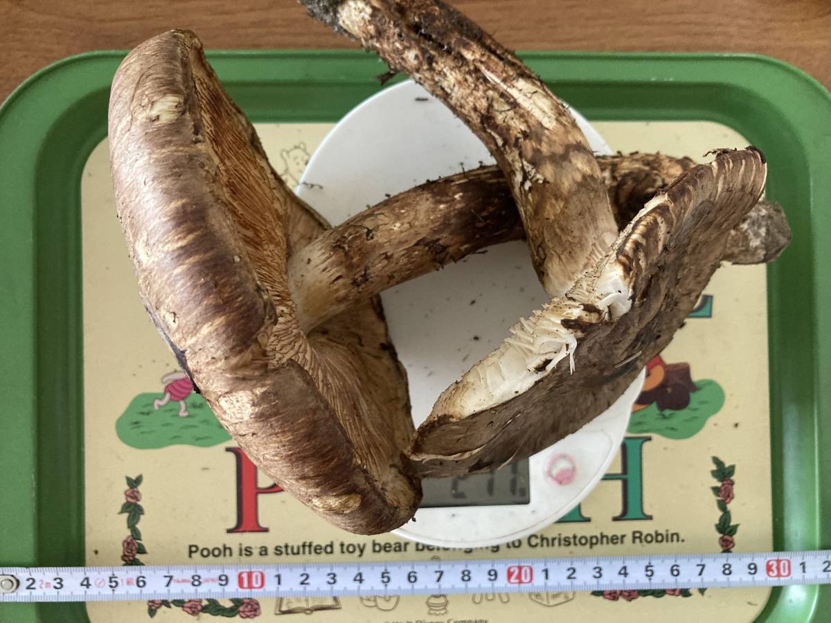 北海道（阿寒）産松茸 初モノ♪ 第1弾！1円出品！ 北海道（阿寒）産