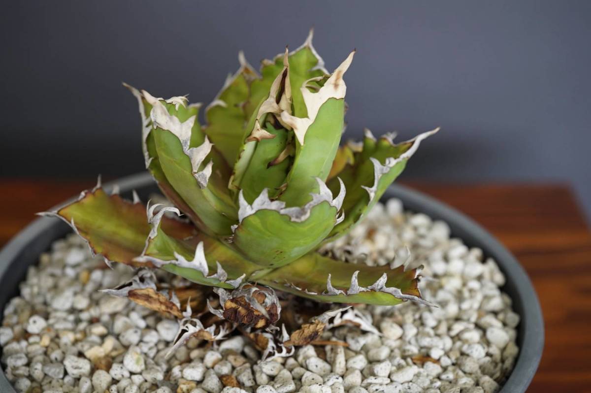 A57 多肉植物 アガベ Baby teeth 【激レア高級品種】 極上子株10株同梱