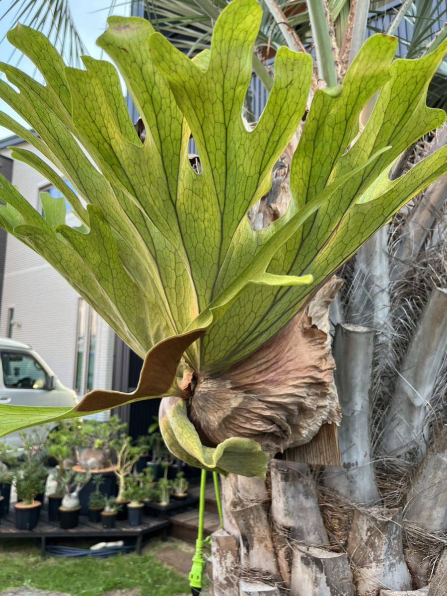 P.スパーバム 大株 ビカクシダ コウモリラン着生植物(ビカクシダ