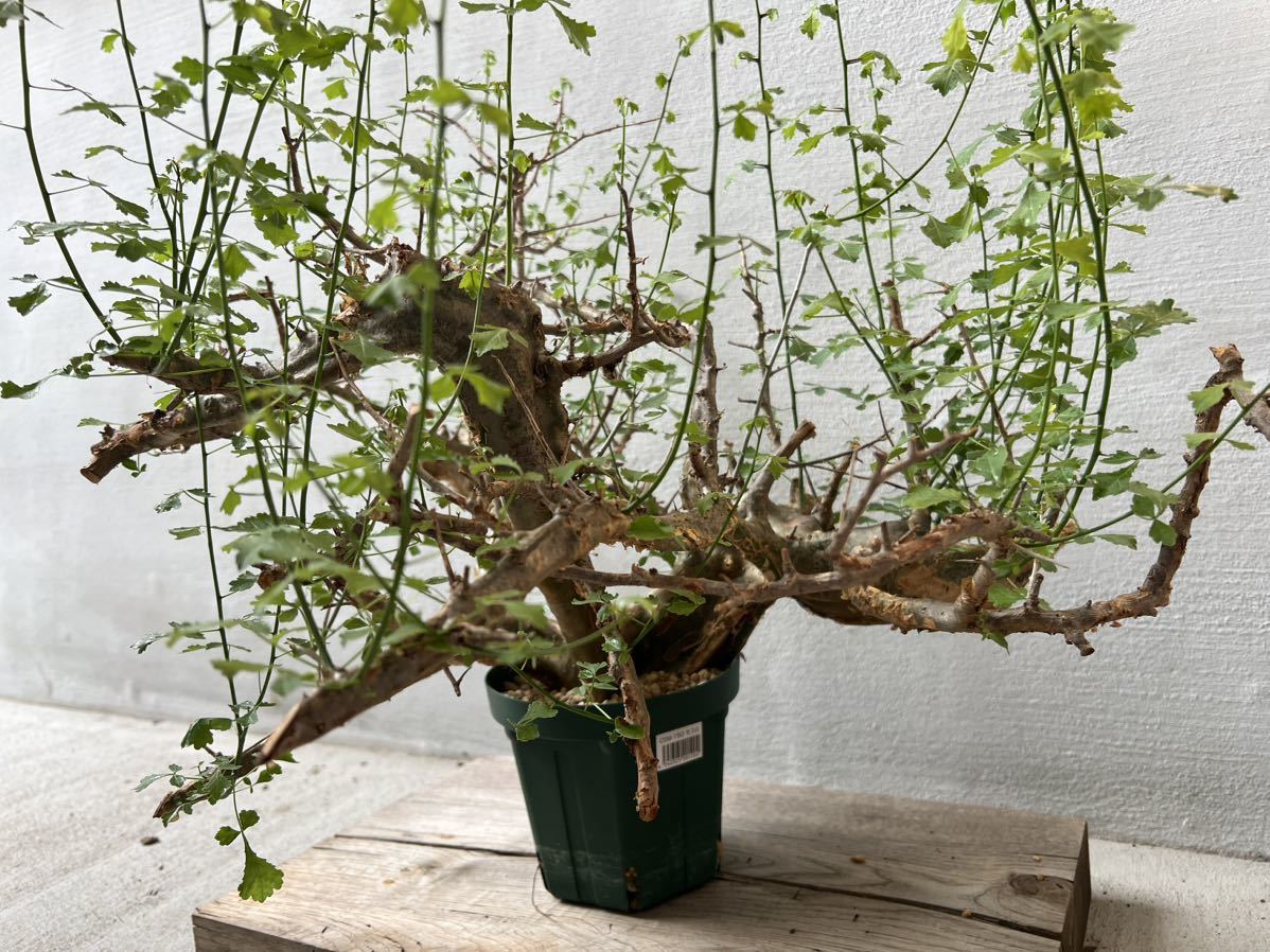 国内最大級 発根済] Commiphora campestris コミフォラ カンペストリス