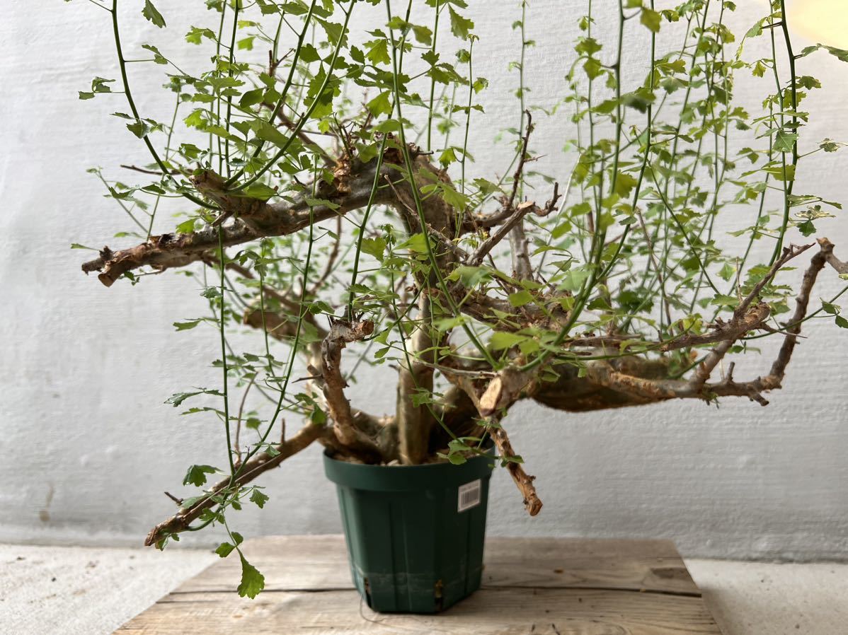 種子Commiphora 【発根済】Commiphora Campestris コミフォラ