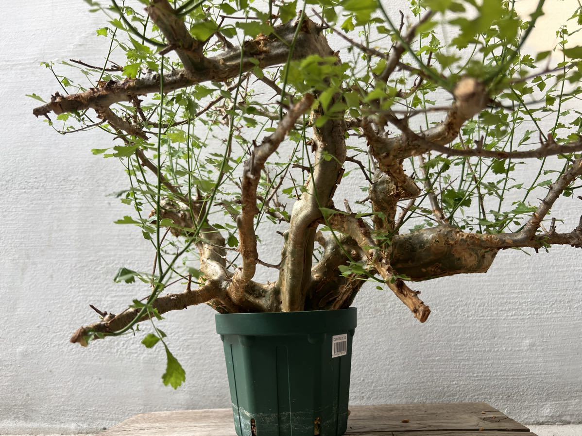 国内最大級 発根済] Commiphora campestris コミフォラ カンペストリス