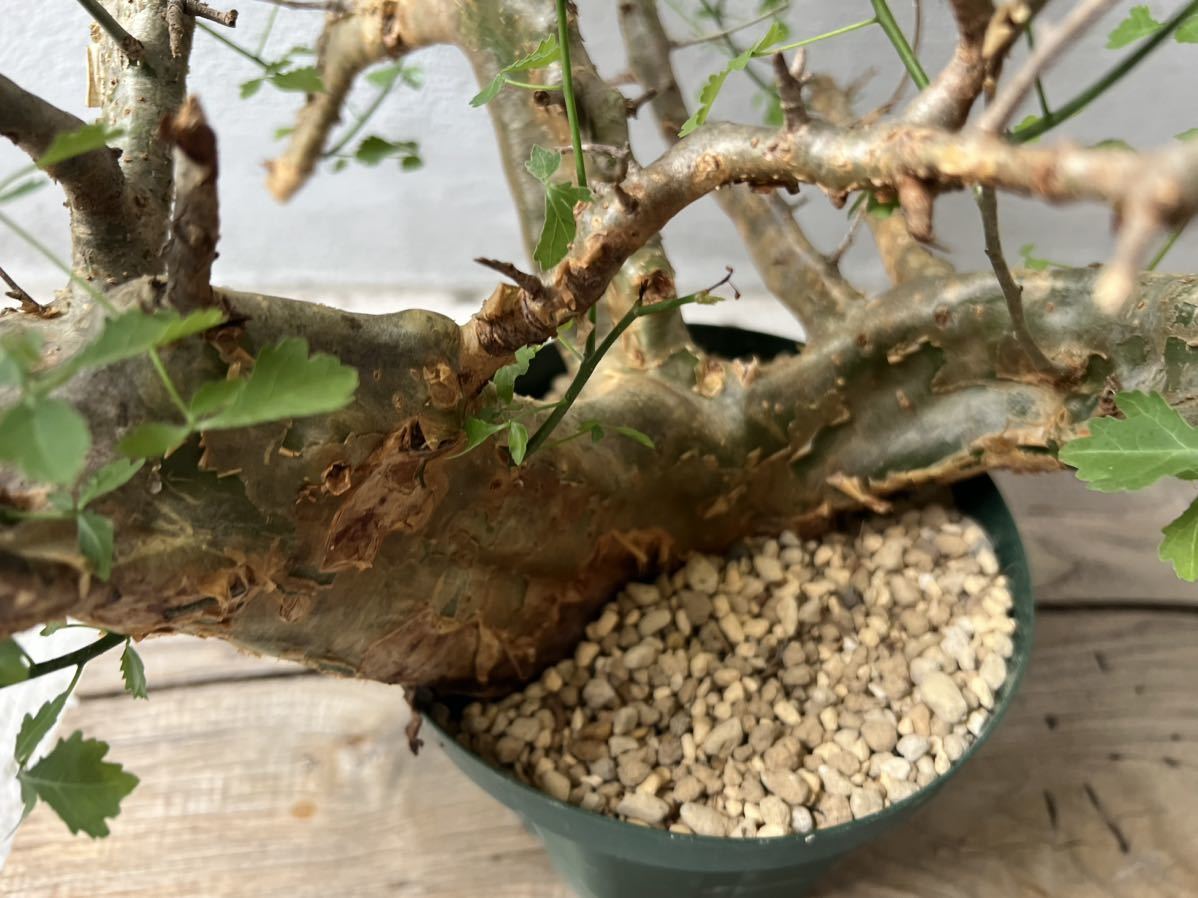 種子Commiphora 【発根済】Commiphora Campestris コミフォラ