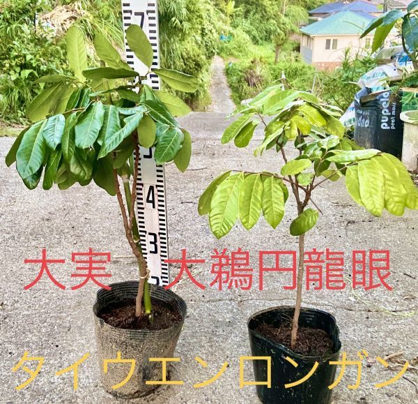 5 龍眼　今季の開花確認済ロンガン　タイウエン【特選　取木苗】リュウガン大鵜円　来季用にどうぞ