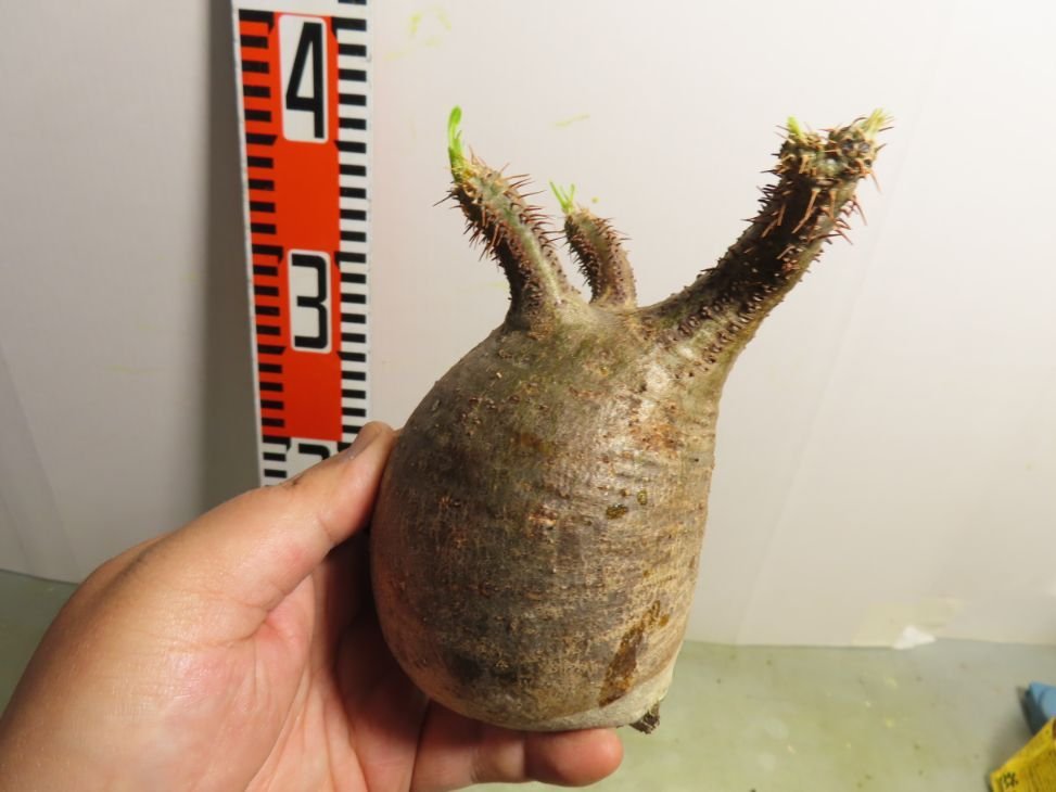 ヌ2173 「塊根植物」パキポディウム グラキリス S～MS 抜き苗【最新