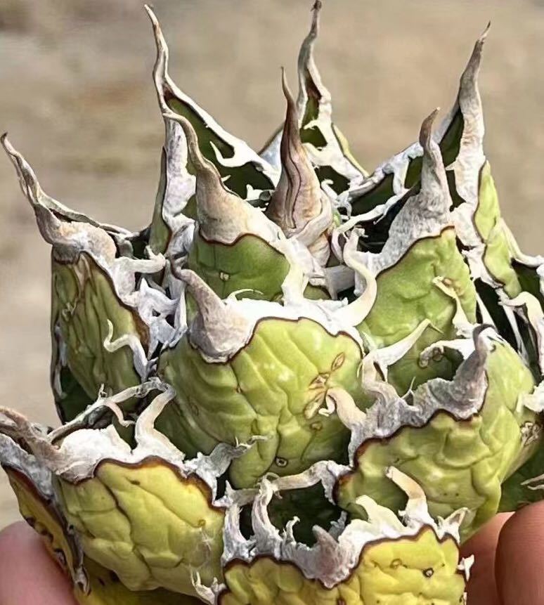 アガベ チタノタd102 SHAQ シャック/検清櫻 スーパーチタノタ 悪魔くん 白犀 皇冠 シーザー ハデス 皇冠 清櫻 SAD 