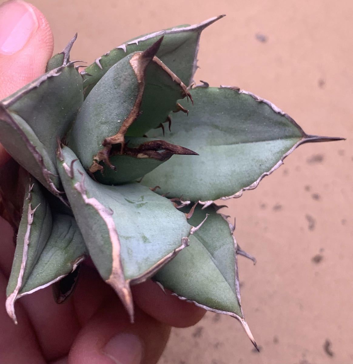 アガベ チタノタd102 SHAQ シャック/検清櫻 スーパーチタノタ 悪魔くん 白犀 皇冠 シーザー ハデス 皇冠 清櫻 SAD 