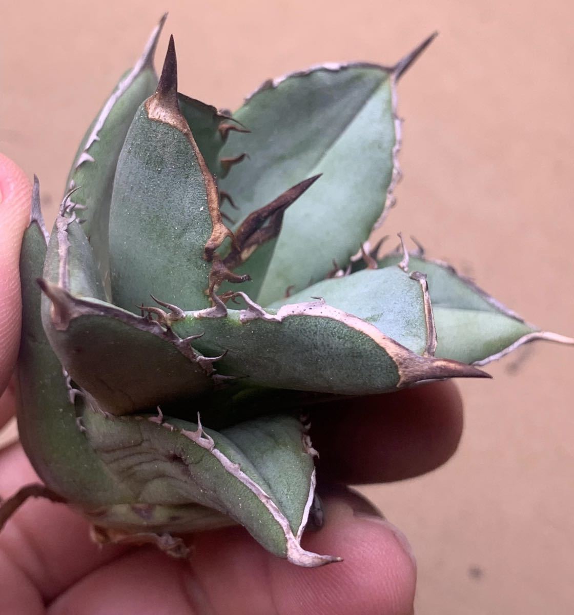 アガベ チタノタd102 SHAQ シャック/検清櫻 スーパーチタノタ 悪魔くん 白犀 皇冠 シーザー ハデス 皇冠 清櫻 SAD 