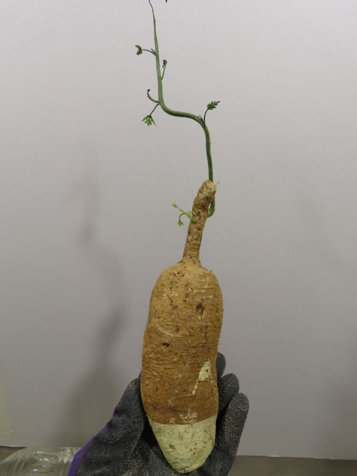 ネ0818 「塊根植物」アデニア ペリエリ 抜き苗【そろそろ植えます・Adenia perrieri・多肉植物・空洞アリ】