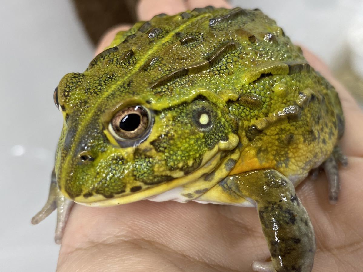 大きめ極美!クランウェルツノガエル ミュータント 藤紫 約7