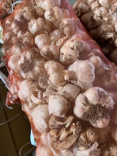 にんにく 青森 新物 青森県産 10kg 500円 1kg~10kg 最安値挑戦！