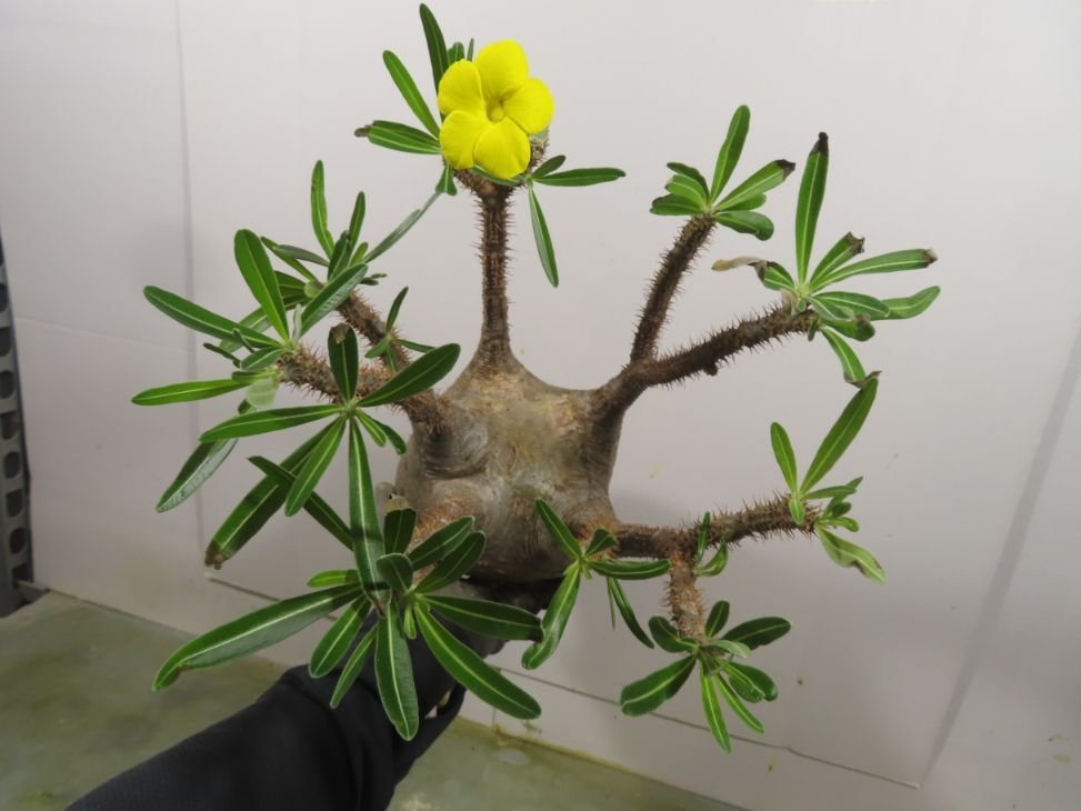 ノ4244 「塊根植物」パキポディウム グラキリス L 抜き苗【そろそろ