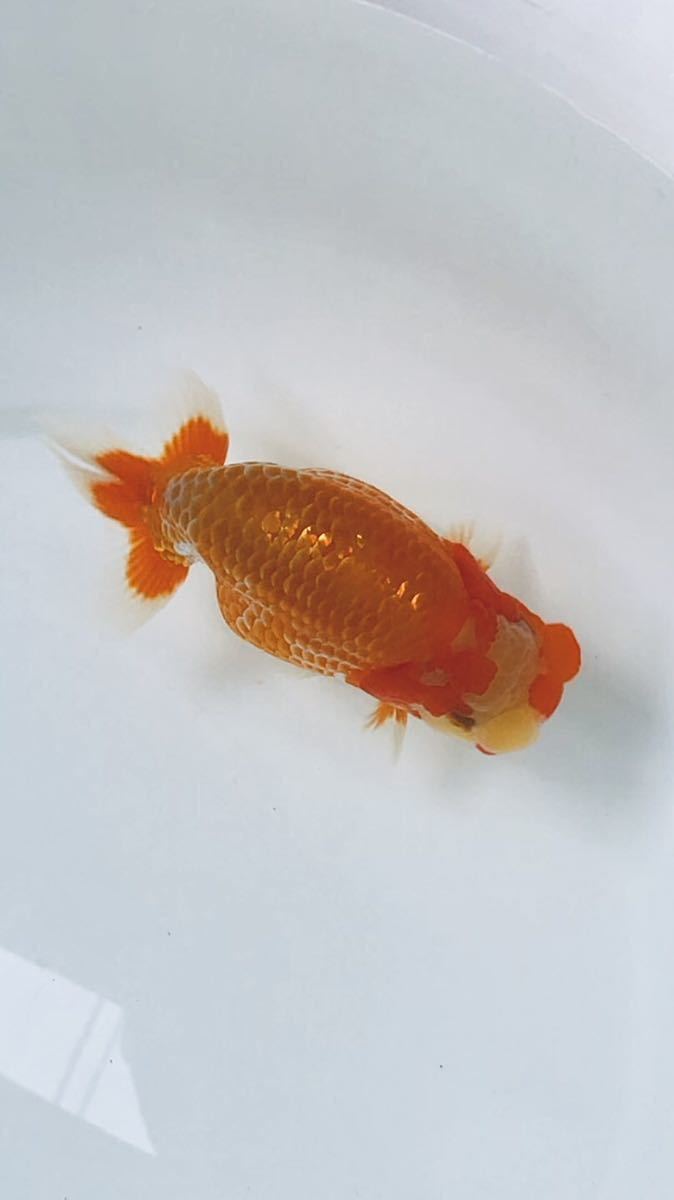 【yoh.ranc】らんちゅう当歳魚　13.0㎝　#4