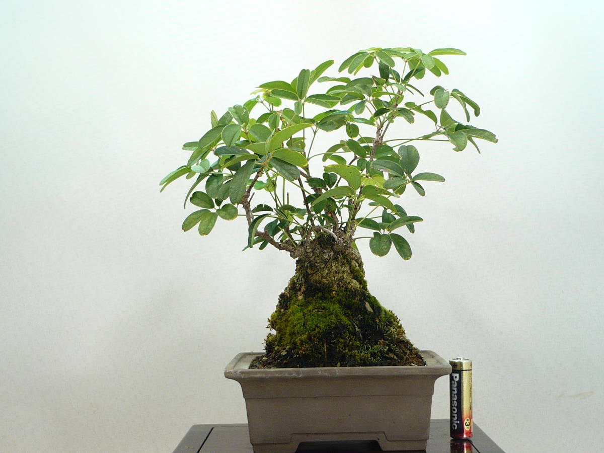 ☆小品盆栽☆ アケビ （木通/あけび） 五ッ葉 極太優良素材