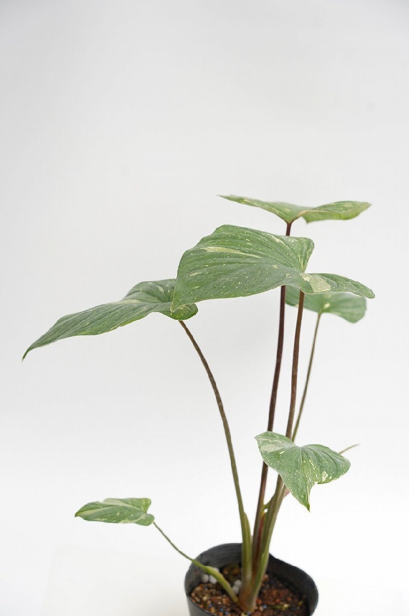 ホマロメナルベスケンス 斑入り 植物/観葉植物 希少♥ ホマロメナ