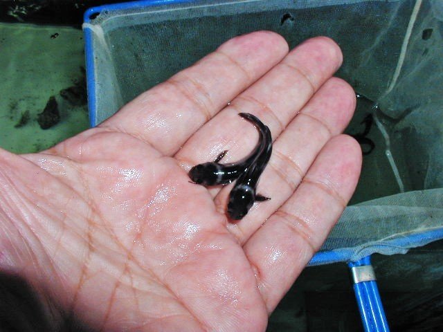 【八代海洋】アリアケギバチ １０尾 セット 《フード付き》