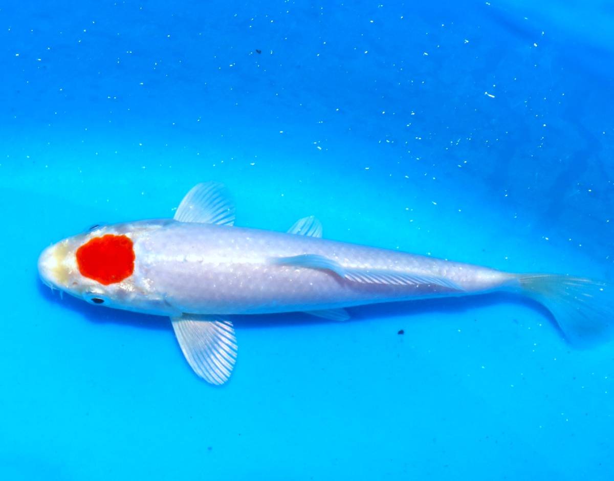 9月秋シーズンの始まり！！　超希少品！！　高品質の鯉を安価で・・　丹頂桜黄金SP（金子養鯉場産）　約１６ｃｍ　出荷日限定