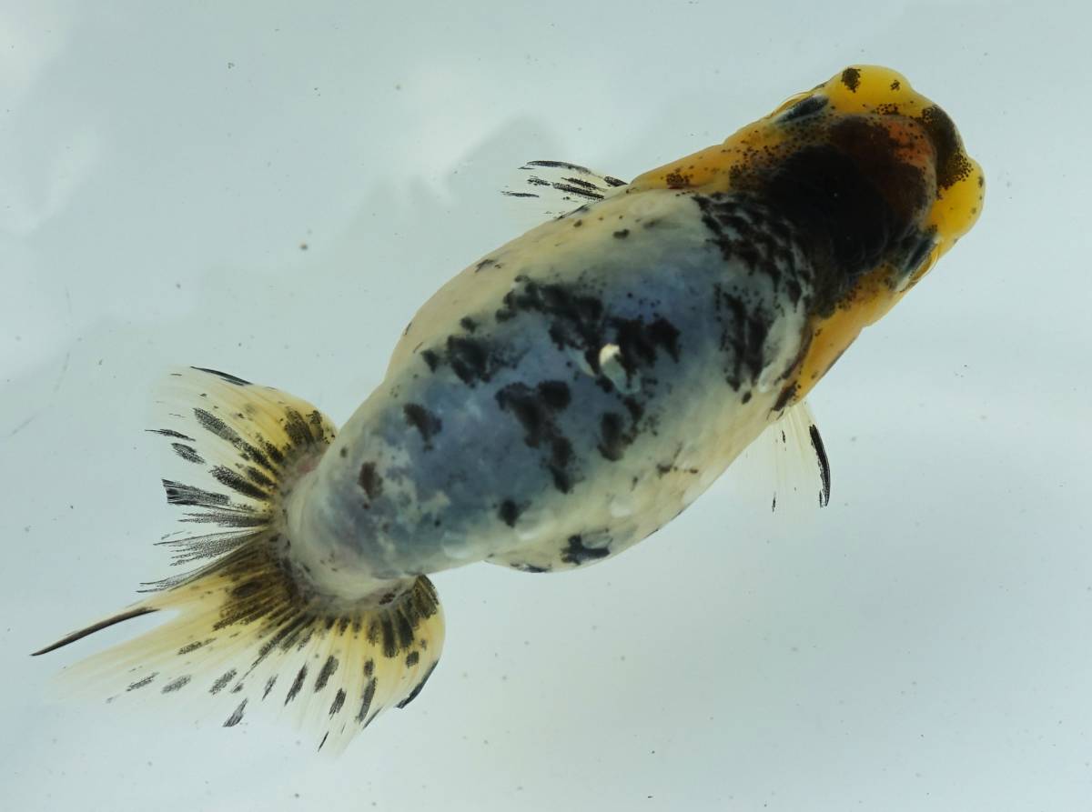 【【 F R F 】】　★優良系統★ 自家産 江戸錦 当歳魚　⑤