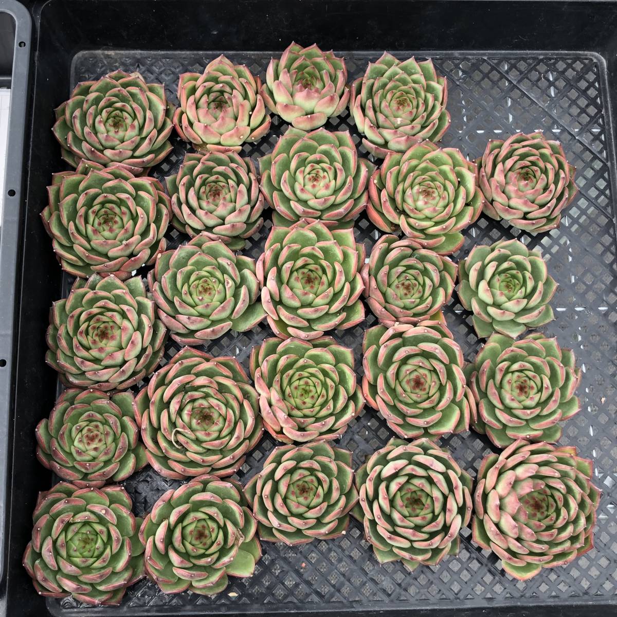 多肉植物24個 0905-K187 Echeveria Red Corn エケベリア カット苗