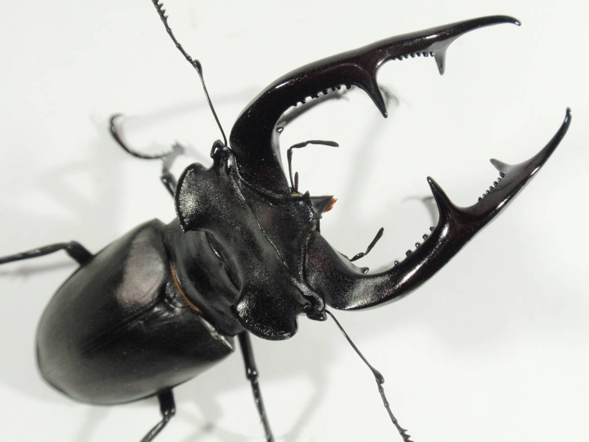 ◆◆ No.10 アクベシアヌス ミヤマ 特大♂ 90.0mm 単品 ◆◆