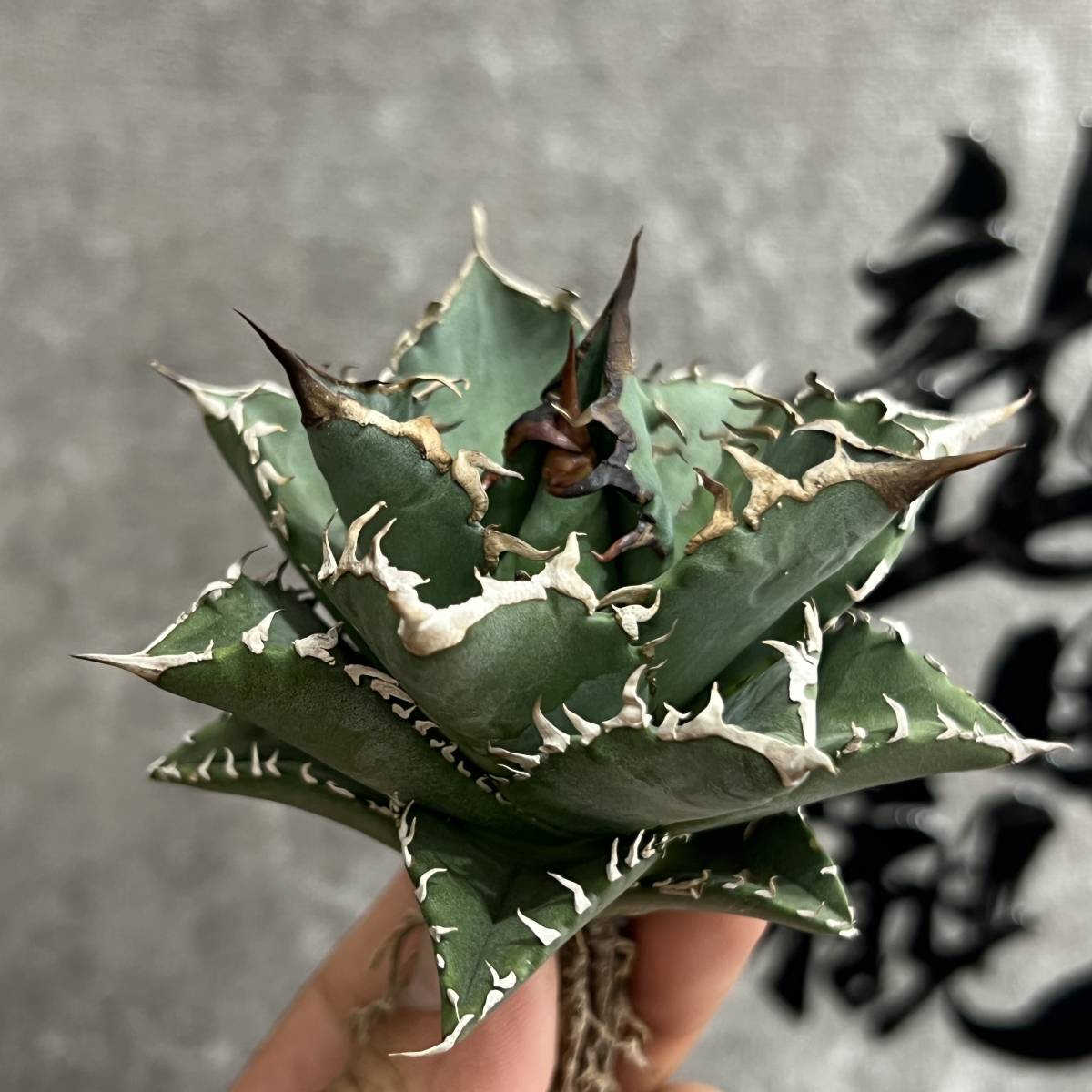 T-4アガベ【特選】 多肉植物 チタノタ ジャガーノート純血 陽炎狂刺 超