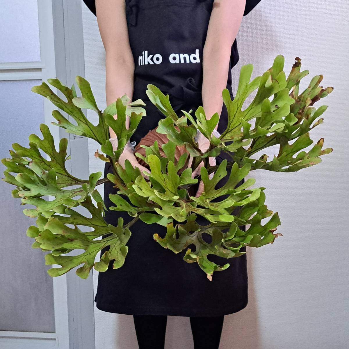 ☆1円スタート☆64L ビカクシダ 植物（大株）☆Platycerium ridleyi (プラティケリウム リドレイ)Center Borneo Wild/麋角羊歯