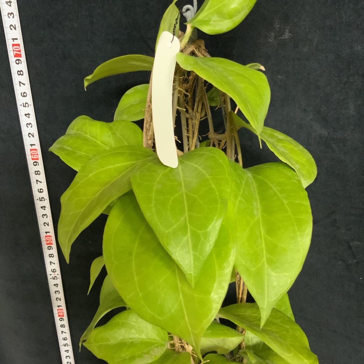 159)Hoya chunii，大株 Hoya - chuniana Tropics GrowJungle Leaves