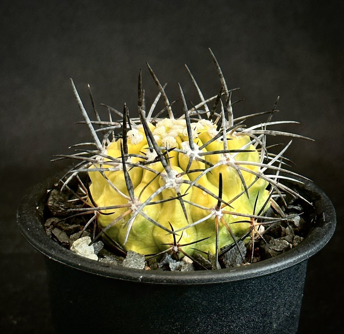 レア 山木 現地球 コピアポア 黒王丸錦 Copiapoa cinerea f. varieg