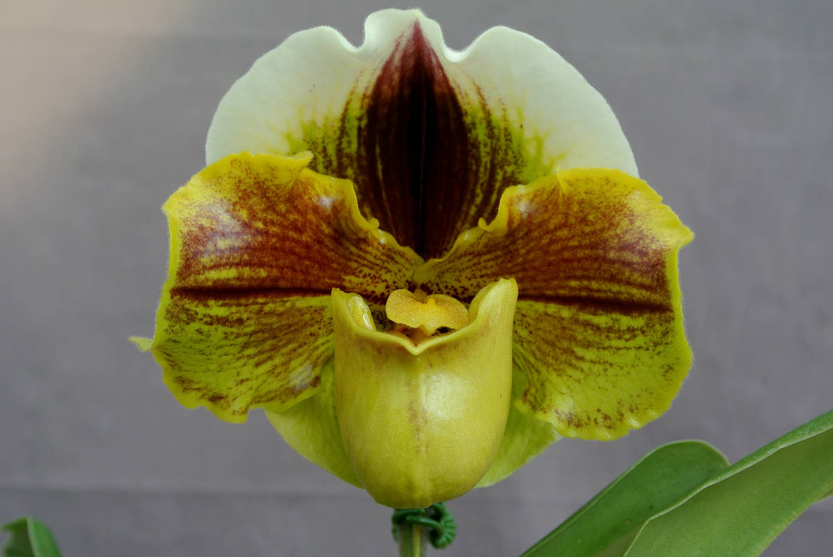 入賞花パフィオ】Paph. Jollywunder `Tsukuba' SSM/JOGA 87Pt. Paph