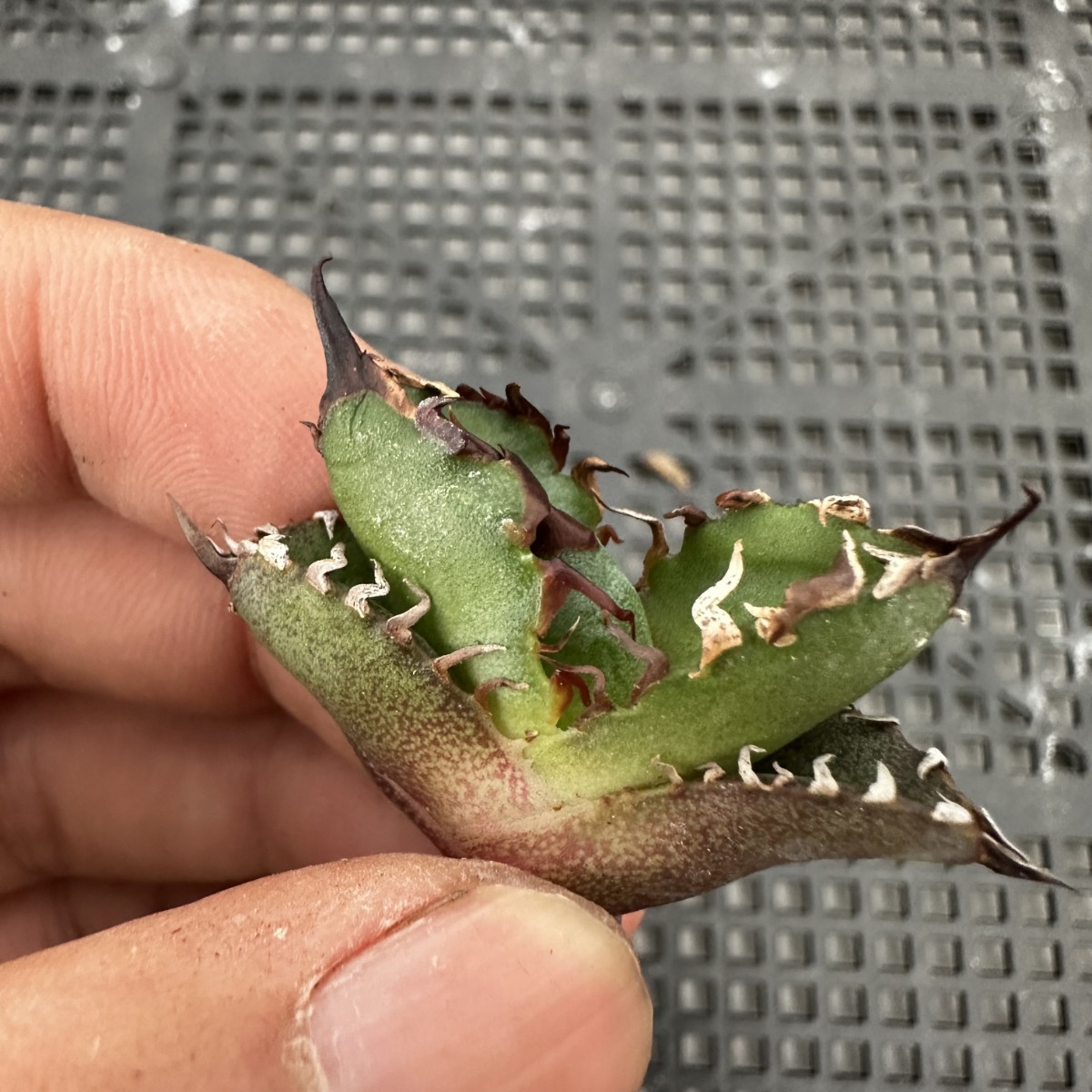 4K 極上子株 多肉植物 アガベ チタノタ ”BEAST” ビースト Agave titanota
