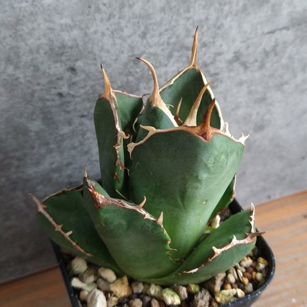 IR1656】残り僅か！【極上高級株！イラン産◇アガベ チタノタ