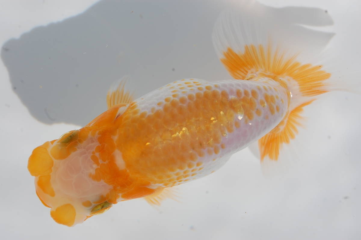 ☆らんちゅうだいく☆極太当歳約10，5㎝・小豆更紗