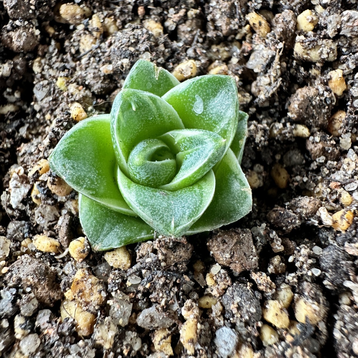 SS1 多肉植物アガベ 王妃A型 笹の雪錦 鮮明錦 極上錦 覆輪錦 SS1 多肉植物アガベ 王妃A型 笹の雪錦 鮮明錦 極上錦 覆輪錦
