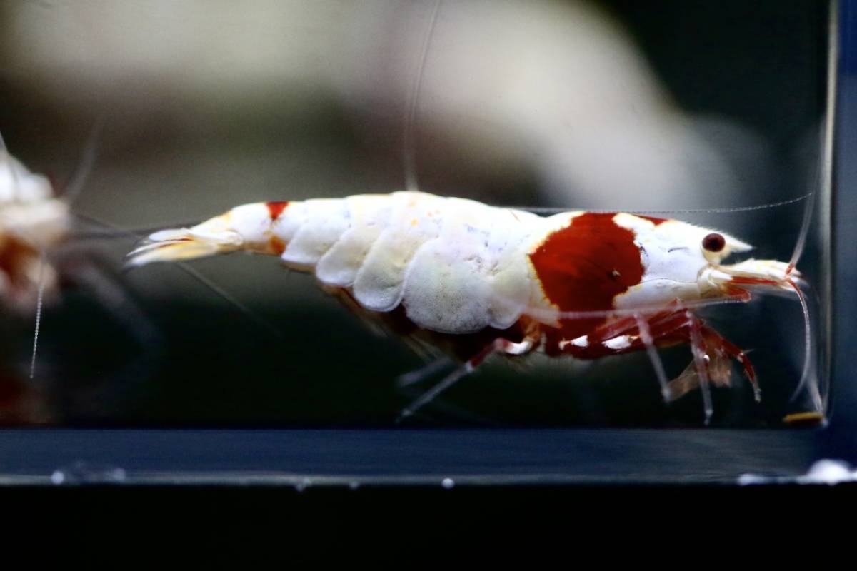 NaRa2014.モスラ10匹(抱卵6＋オス4)