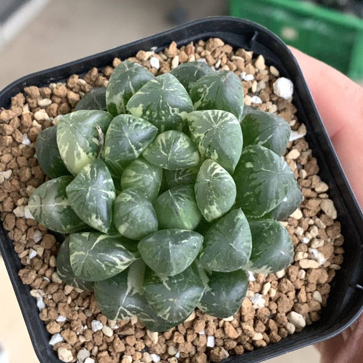 多肉植物 ハオルチア オブツーサ錦 舞姫1
