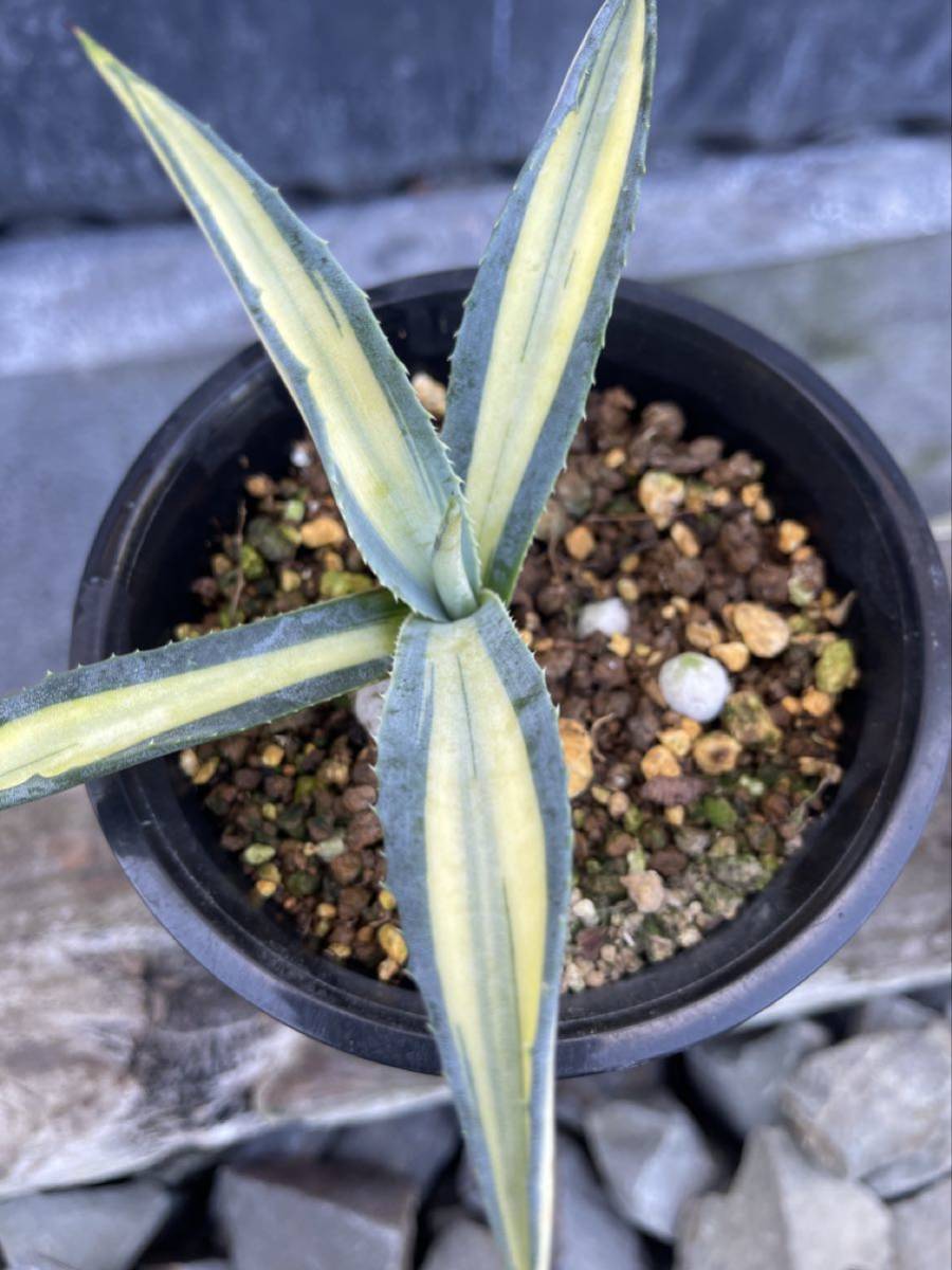 Green ＂r＂ アガベ・フェロックス錦