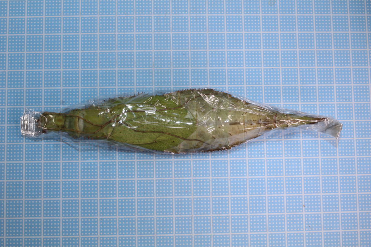 【未展翅未展脚標本】#2750 マレー半島産 サカダチコノハナナフシ ♀ ★落札合計金額￥5,000以上で定形外送料無料！！_3
