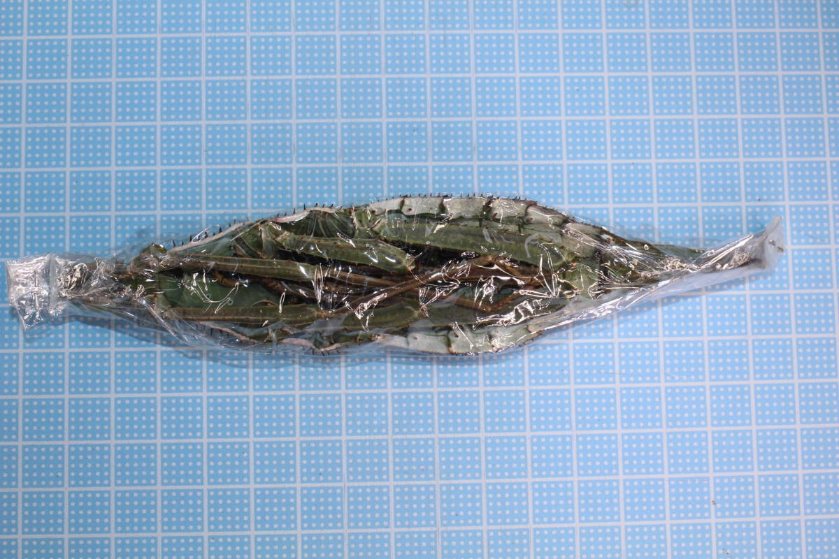 【未展翅未展脚標本】#2750 マレー半島産 サカダチコノハナナフシ ♀ ★落札合計金額￥5,000以上で定形外送料無料！！_4