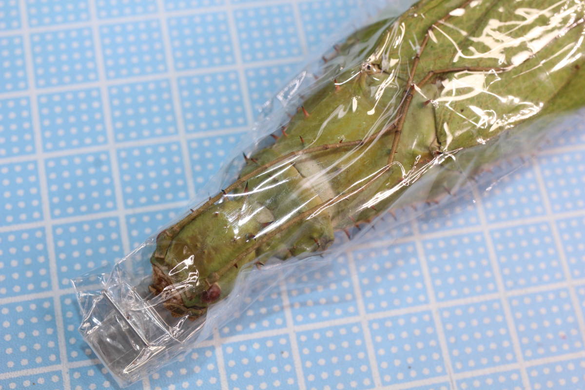 【未展翅未展脚標本】#2750 マレー半島産 サカダチコノハナナフシ ♀ ★落札合計金額￥5,000以上で定形外送料無料！！_5