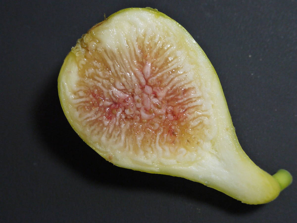 No.1507 超レア イチジク 最高峰の一つ i258 穂木 1本 挿し穂