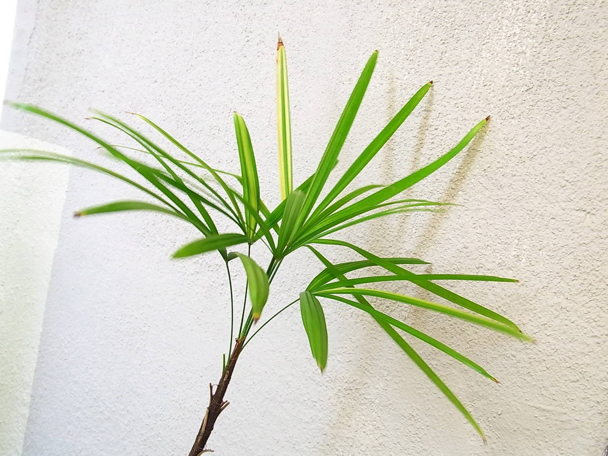 〇 棕櫚竹縞 斑入りシュロチク 子付き 〇 Rhapis humilis
