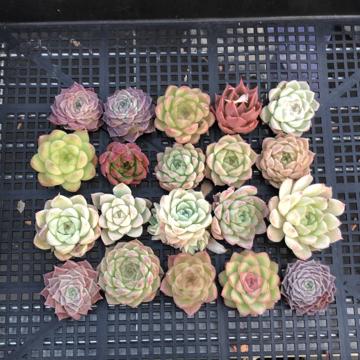 * Top エケベリア20個 0913-OS-40 多肉植物 カット