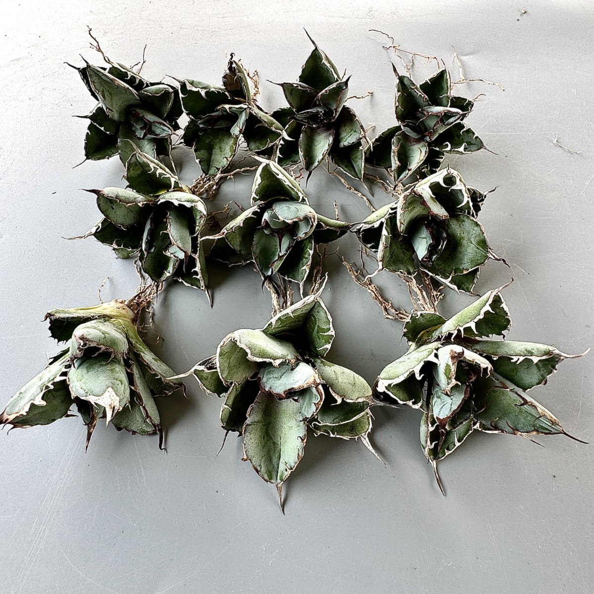 SS15 株を厳選する アガベ チタノタ BB ブラックアンドブルー 極上強棘 狂刺 丸い叶 コンパクト包葉形 極美極上株