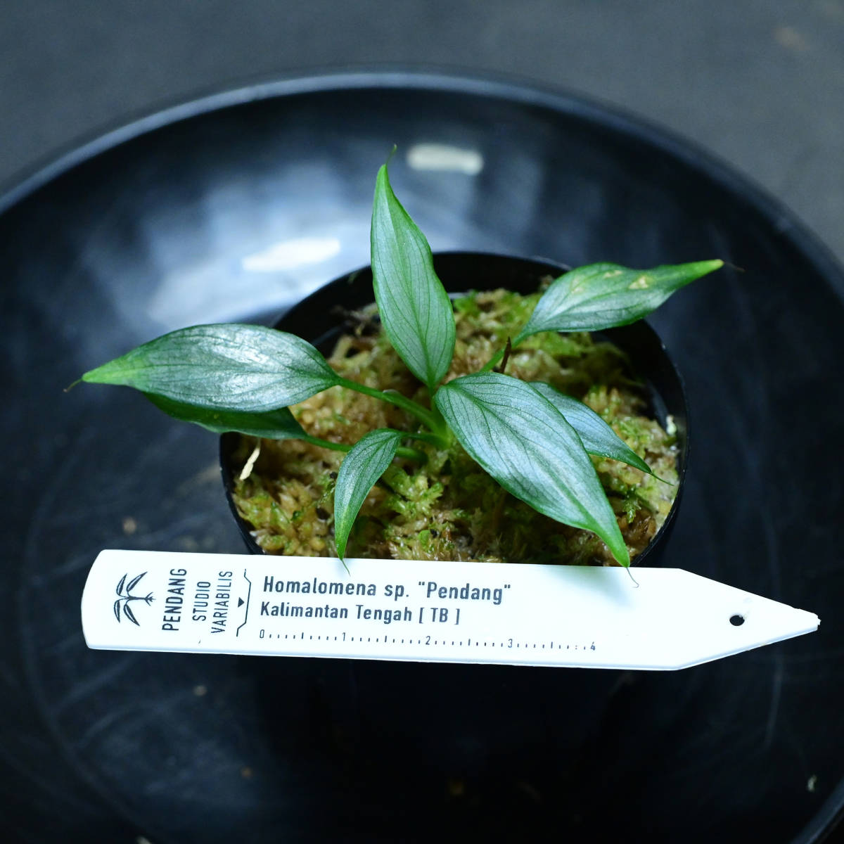 Homalomena sp. Pendang Kalimantan Tengah [ TB ] ホマロメナ(観葉